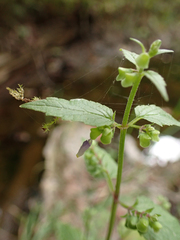 Scutellaria lateriflora