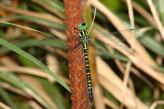 Polycanthagyna erythromelas