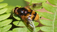 Volucella elegans