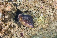 Epinephelus marginatus