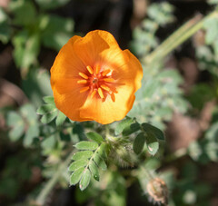 Kallstroemia grandiflora