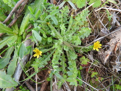 Hyoseris scabra