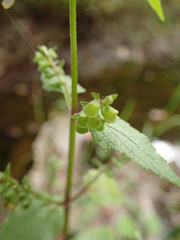 Scutellaria lateriflora