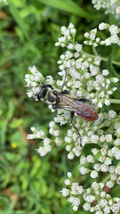 Sphex habenus