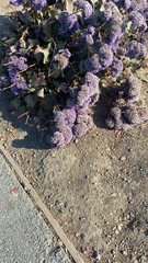 Limonium perezii