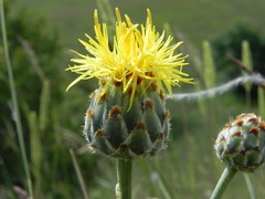 Centaurea arachnoidea