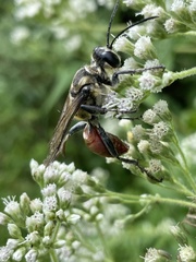 Sphex habenus