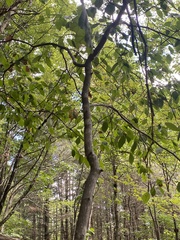 Carpinus