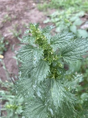 Urtica