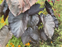 Colocasia