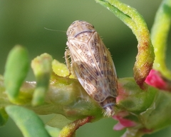 Euscelis incisus