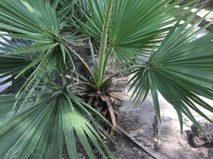 Arecaceae