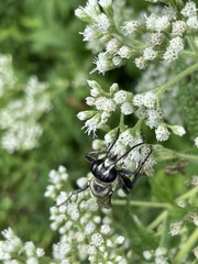 Sphex habenus