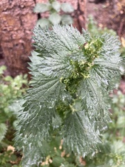 Urtica