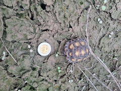 Gopherus berlandieri