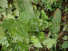 Scutellaria lateriflora