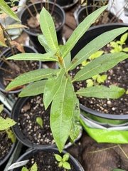 Asclepias syriaca