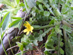 Hyoseris scabra