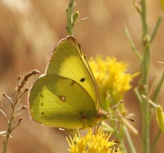 Colias eurytheme