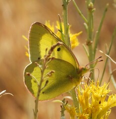 Colias eurytheme