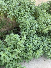 Malvastrum coromandelianum