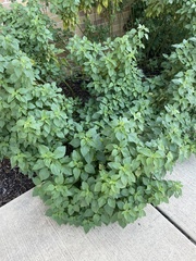 Malvastrum coromandelianum