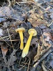 Craterellus tubaeformis