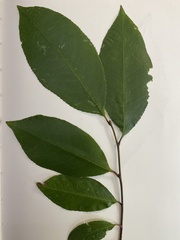 Magnoliopsida