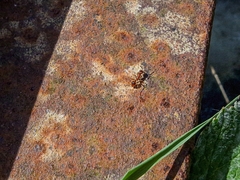 Myrmica