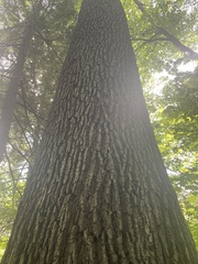 Quercus