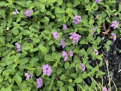 Lantana montevidensis
