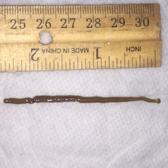 Diversibipalium multilineatum