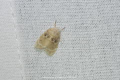 Schistophleps bipuncta