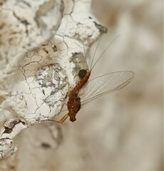 Ephemerellidae