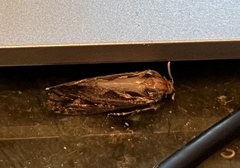 Spodoptera dolichos