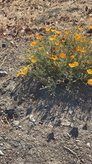 Eschscholzia californica