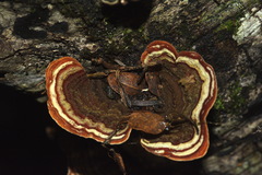Thelephora versicolor image