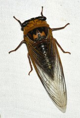 Megatibicen pronotalis