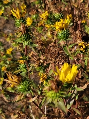 Grindelia integrifolia