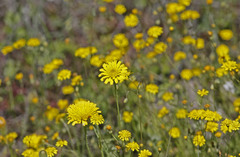 Hypochaeris achyrophorus