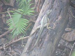 Hydrosaurus amboinensis