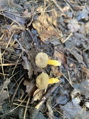 Craterellus tubaeformis