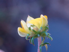 Aspalathus crassisepala