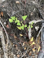 Persicaria perfoliata