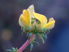 Aspalathus crassisepala