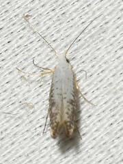 Argyresthia subreticulata