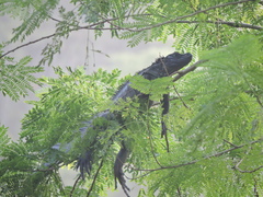 Hydrosaurus amboinensis