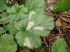 Metallus lanceolatus