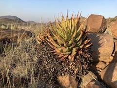 Aloe broomii