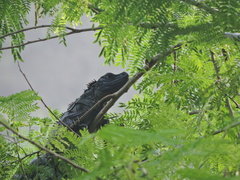 Hydrosaurus amboinensis